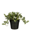 Mica-Dekorationen – Kunstpflanze Mica Tradescantia im Topf 16 x 16 cm