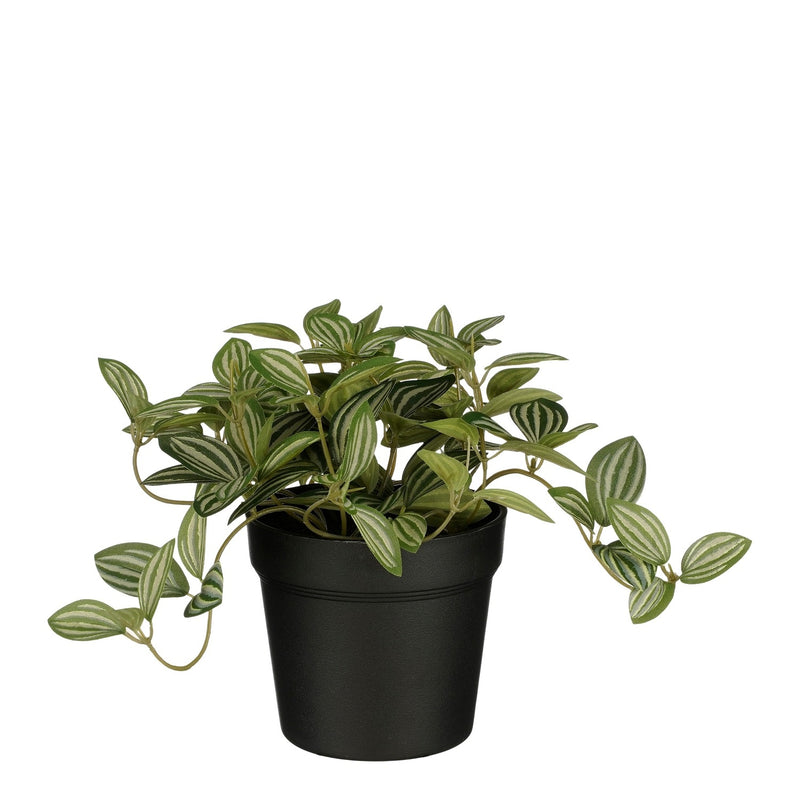 Mica-Dekorationen – Kunstpflanze Mica Tradescantia im Topf 16 x 16 cm